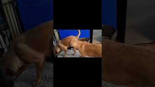 Video preview image #1 German Shepherd Dog-Unknown Mix Puppy For Sale in Sebec, ME, USA