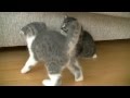 Озорные котята учатся ходить 