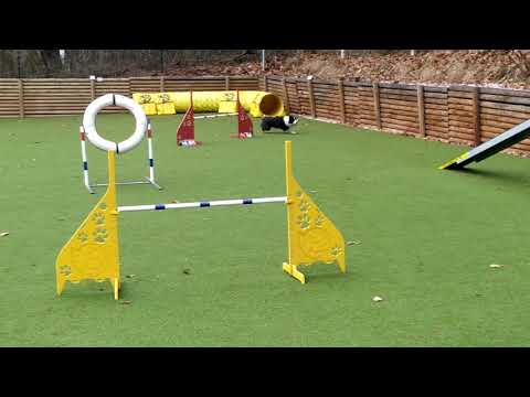 Fly agility trénink 21.12.2020