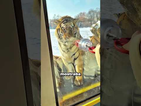 Él quería darle carne a los tigres, pero ya estaban cansados