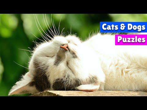 Paws & Claws: Cute Pet Puzzles Video