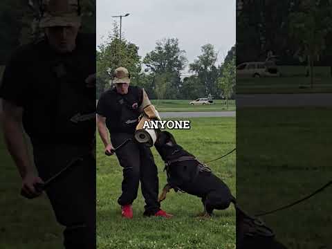 5 Scariest Military Dogs