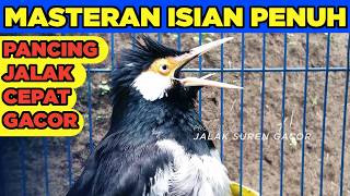 Download lagu Jalak Suren Kreasi Gacor Full Isian Variasi Mewah Suara Unik Cililin Tengkek mantap mp3 Download lagu Jalak Suren Kreasi Gacor Full Isian Variasi Mewah Suara Unik Cililin Tengkek mantap mp3