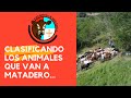 CLASIFICANDO LOS ANIMALES QUE VAN A MATADERO