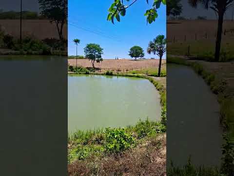 Goiás, Edealina, natureza, sítio, lago e paisagem linda