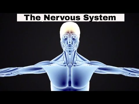 Introduction to the Nervous System