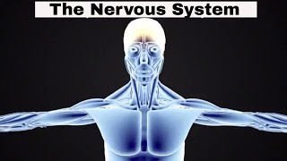 Introduction to the Nervous System