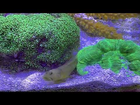 My Watchman Goby got a new tiger pistol shrimp friend - paired up almost instantly