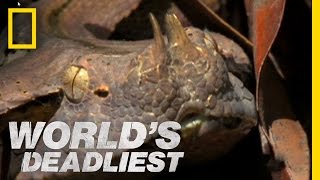 Six-Foot Snake Ambushes Prey | World&#39;s Deadliest