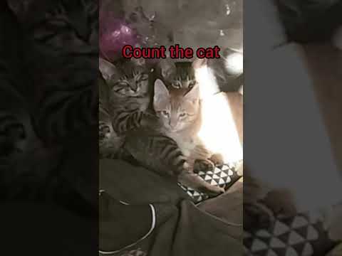 #familyvlogs #ytshorts #mandeepsikkavlogs #Shorts @MandeepsHomeKitchen