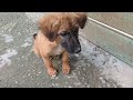 Little Brown Stray Pup Eating Milk Bread In Breakfast Playing With Human Mountain Village Usa Anime