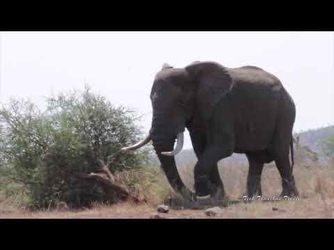 Kruger National Park - Elephant knocks down a tree Video