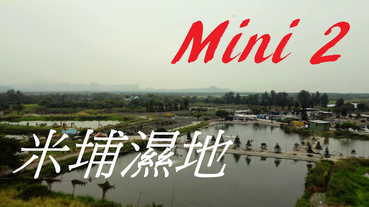 Explore Mai Po Nature Reserve’s mangroves and rare birds