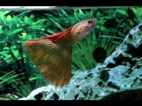Guppy Care - A tropical fish guide Part 1
