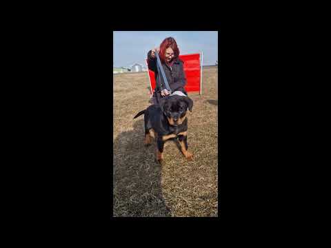 Rottweiler Welpe kaufen