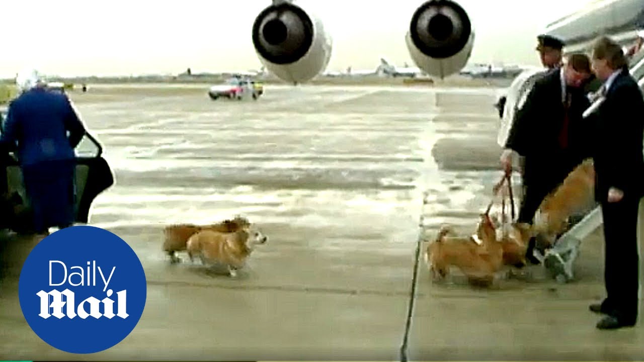 All the Queen's corgis: Archive footage shows Queen Elizabeth coaxing her corgis inside aircraft - YouTube