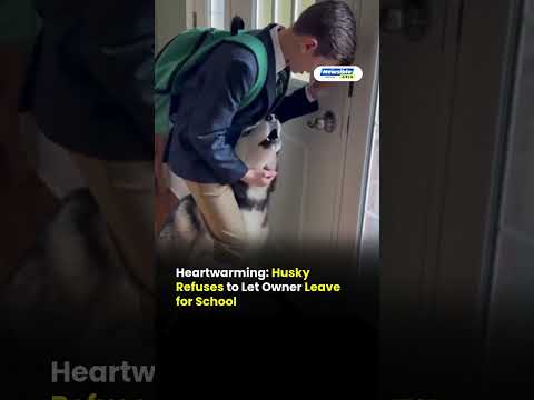 Husky’s Emotional Reaction as Owner Leaves Goes Viral | Heartwarming Video