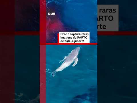 Parto baleia V1