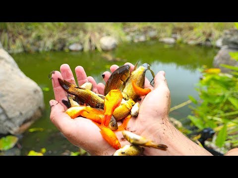 Rescuing Hundreds of Fish From Dried Up Pond!! (Rescue Mission)