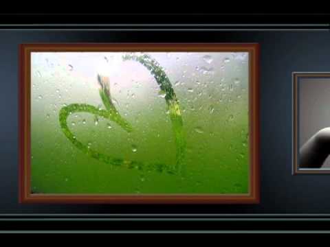 Nest Bacova Pse Moj Zemer