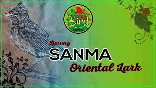 Download lagu GACORRR | Burung Sanma Oriental LArk || PARANORMAL BIRD CHANNEL VIDEO mp3 Download lagu GACORRR | Burung Sanma Oriental LArk || PARANORMAL BIRD CHANNEL VIDEO mp3