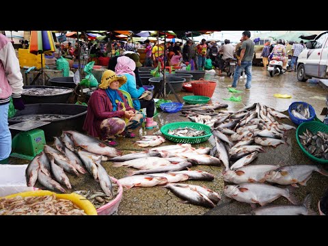 Amazing Site Distribute Dry Fish, Alive Fish, Rural Crab & More - Cambodian Fish Market Tours