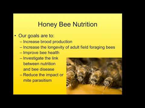 Bee Nutrition from the Colony Perspective