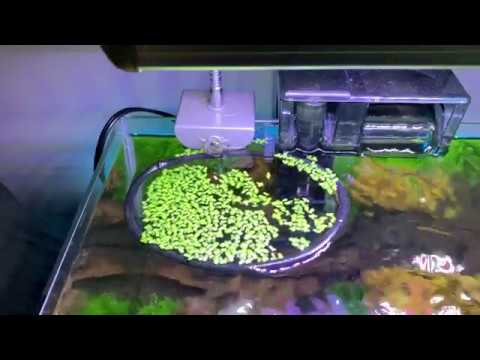 5 Gallon Tank New Inhabitants