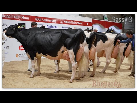 Ireland's 2022 National Dairy Show in County Cork.Mature Cows.Hallow Atwood Twizzle 1181.