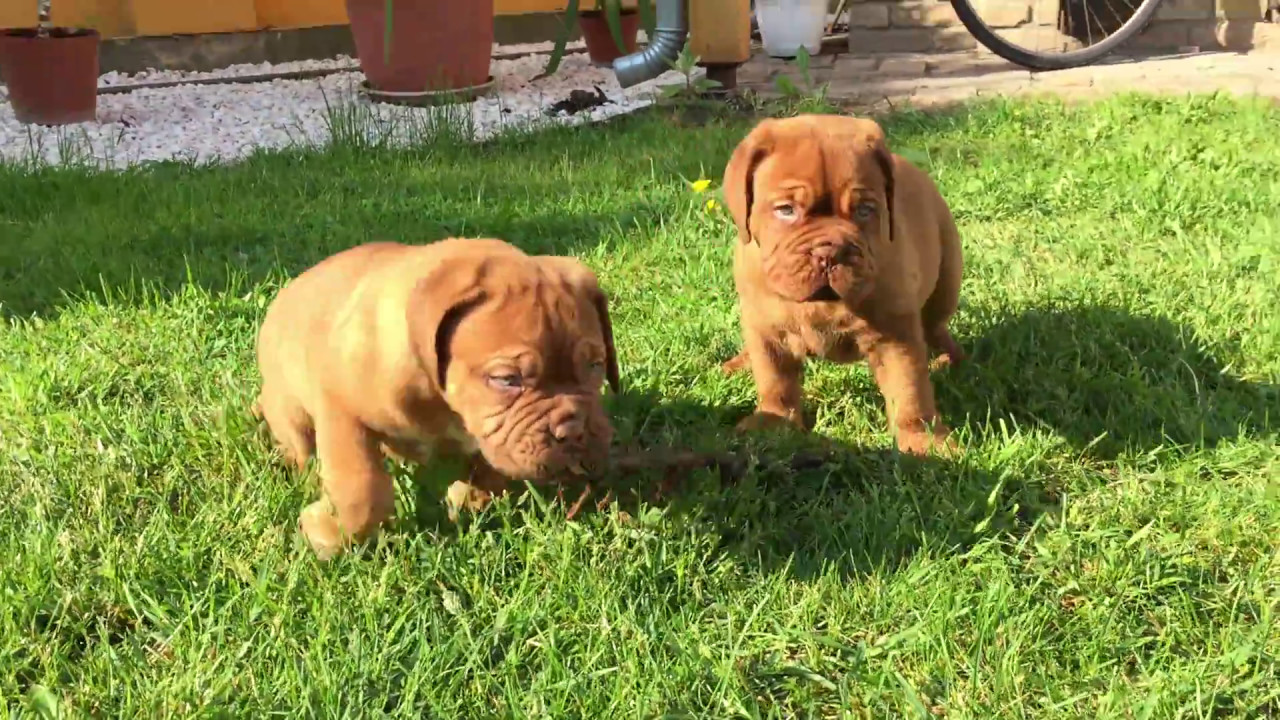 bordeaux puppy for sale