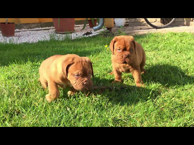 Dogue de Bordeaux puppy for sale