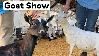 Roseburg Dairy Goat Show - Teaching Kids to Walk for Show