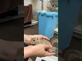 リチャードソンジリスのYouTubeサムネイル画像