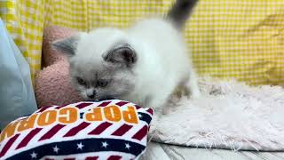 ブリティッシュショートヘアの動画01