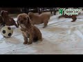 Cavapoo dogs for sale: Kyler - Video 1