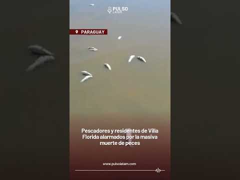 PARAGUAY - Pescadores y residentes de Villa Florida alarmados por la masiva muerte de peces