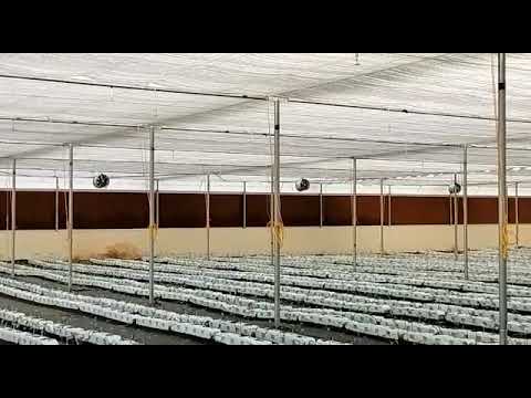 Industrial greenhouse system, for commercial, paper