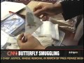 Butterfly Smuggler 