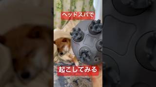 ヘッドスパで起床する豆柴 #shibainu #柴犬 #cute #犬のいる暮らし #マッサージ
