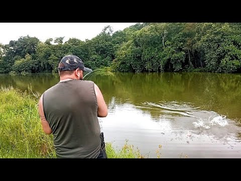 PESCARIA NO PARANÁ EM CAPANEMA,(PINHEIRO)TOQUEI NO MEIO DO ALAGADO E VEIO A BITÉLA.