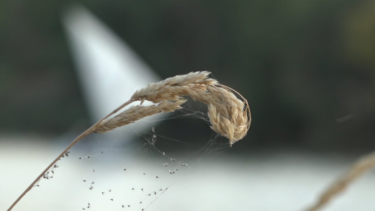Sony CX900 1" sensor test | DOF | Low Light