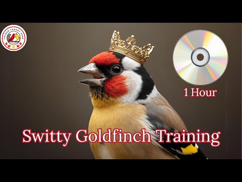 Best Switty Goldfinch Training Audio🎵🐦