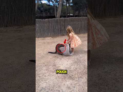 Never wear a fake pouch for baby kangaroo 😱