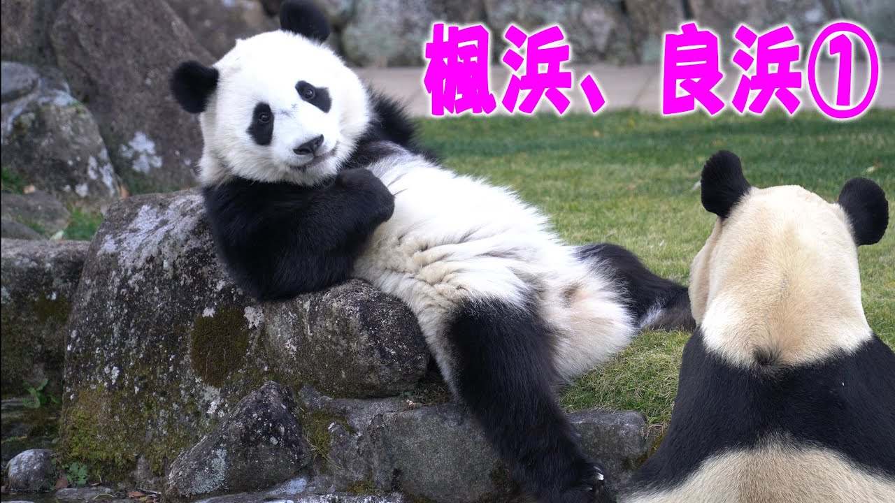 【ママといっしょに輝いた日々】楓浜物語・パンダが日本に居なくなって以降、伝説を振り返る①