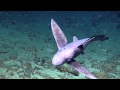 Creepy Ghost Shark With Parasites Nautilus Live