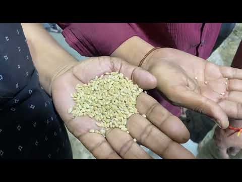 Rula machine wheat cleaning machine | Punjab engineering Indore 9039088841