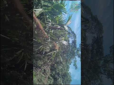 Anayacito. Doncello, Caquetá