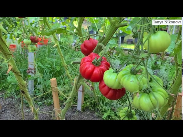 Сортовой томат ВЕСЁЛЫЙ СОСЕД. ОЧЕНЬ УРОЖАЙНЫЙ СОРТ.
