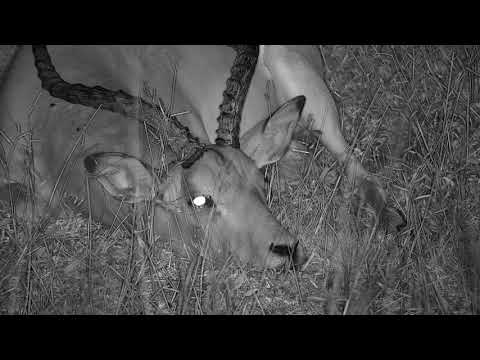 Djuma: Impala ram enjoying the quiet and safety time - 03:40 - 03/10/19