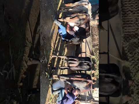 Disponibles en Sonsonate santo domingo de Guzmán WhatsApp 60632341